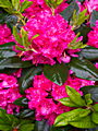 Rhododenron American Beauty IMG_6795 Różanecznik